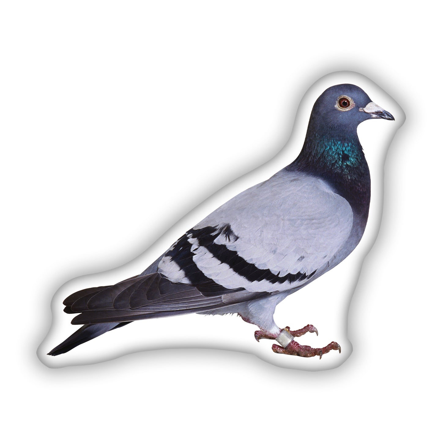 Pigeon Pillow, A Fun Gift for Bird Lovers and City Enthusiasts